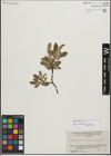 Foto von Salix glauca L.
